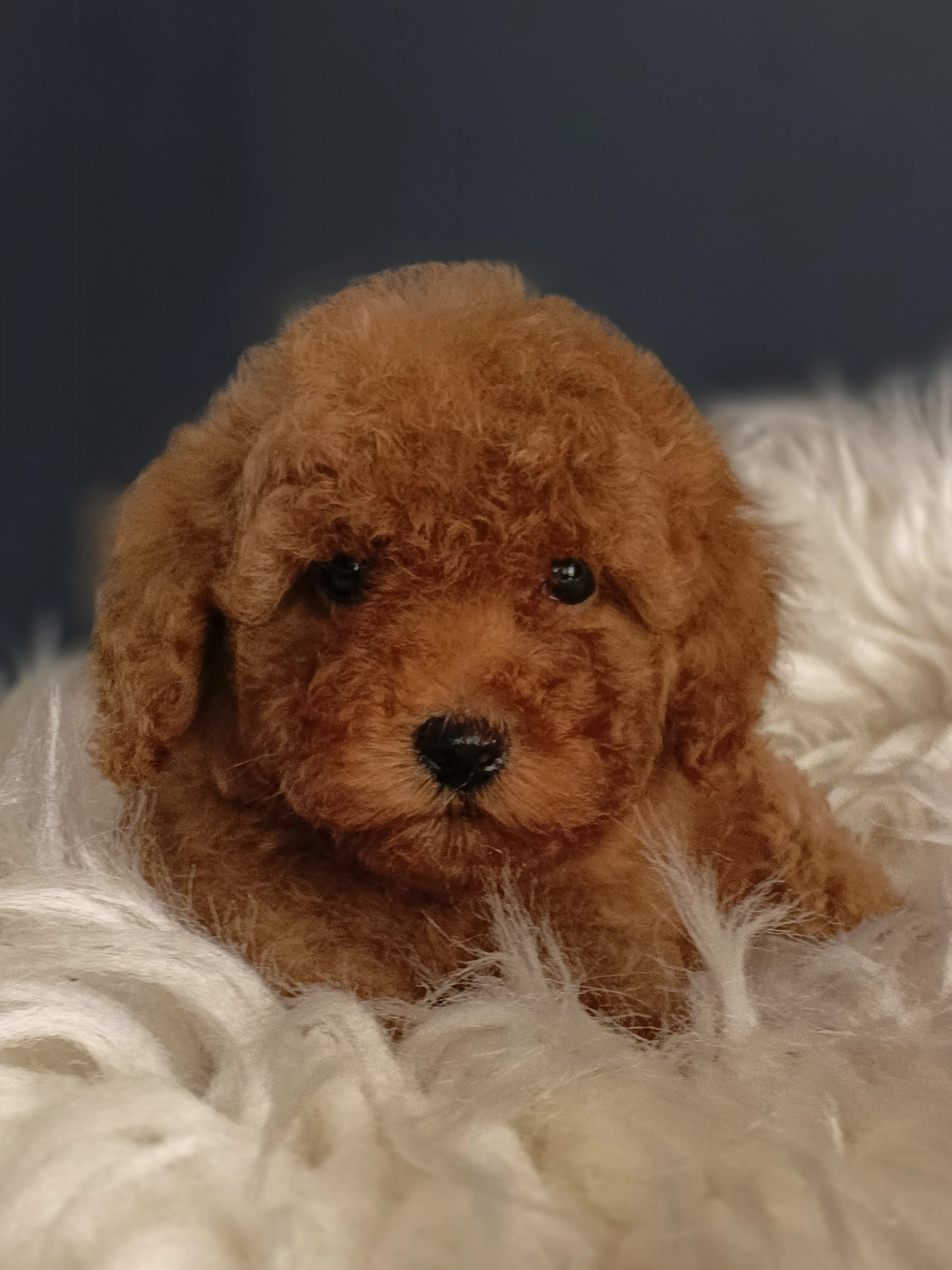 Veteriner Teknikerinden Toy Poodle