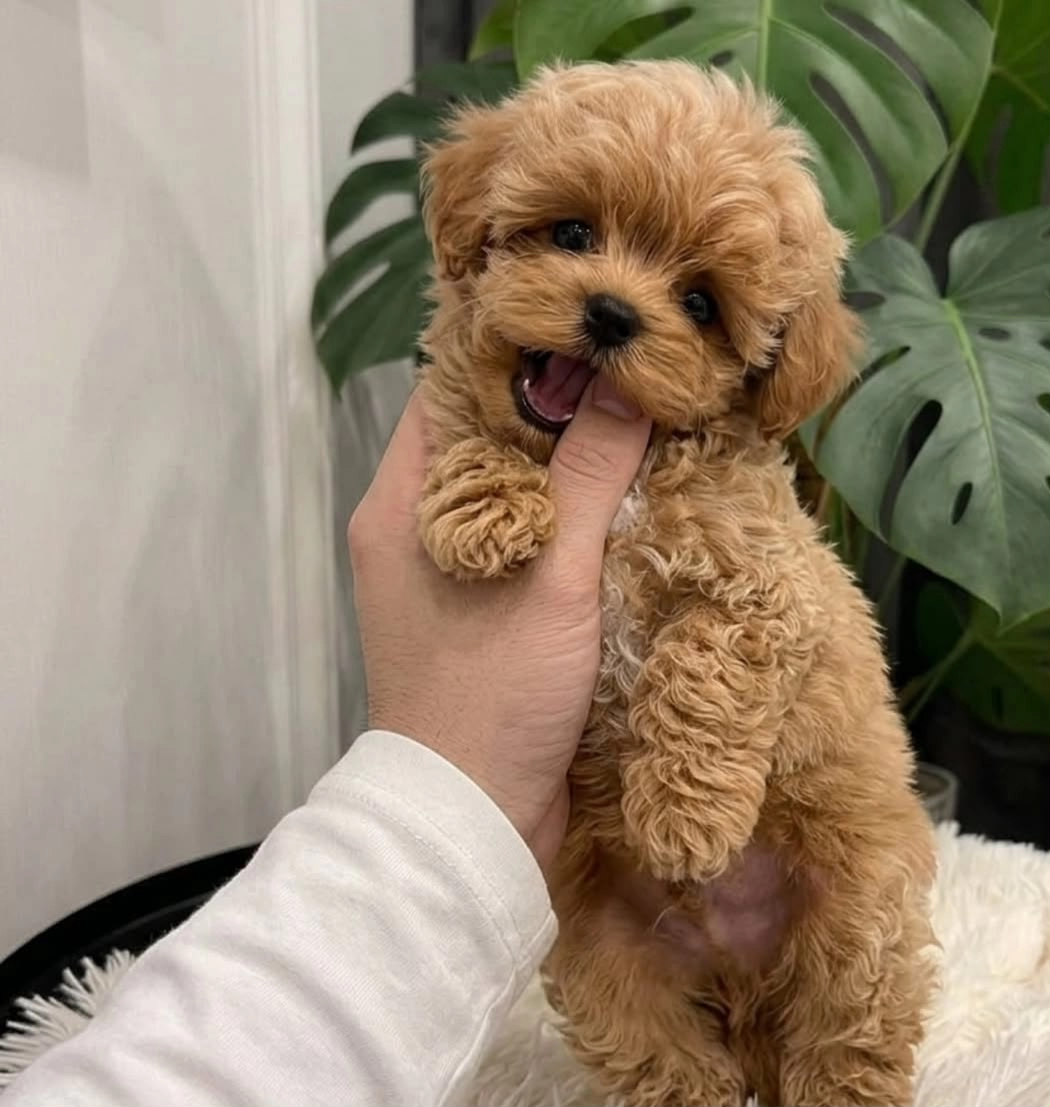 Orjinal Maltipoo Bebeklerimiz Yeni Aileleriyle Tanışmayı Bekliyor