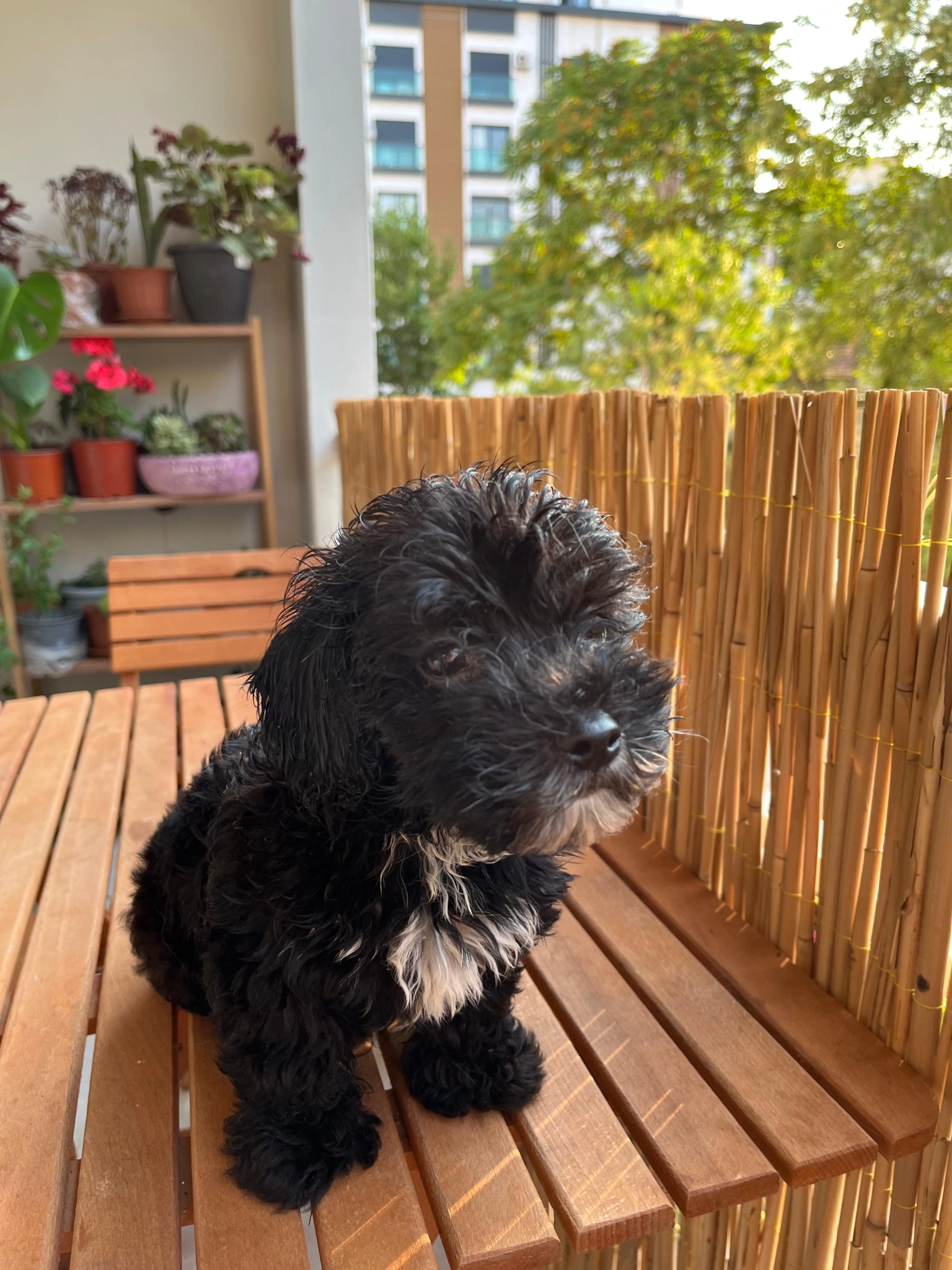 Minyatür Toy Poodle Erkek 3 Aylık