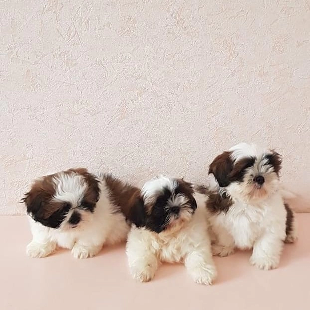 Irk Garantili Shih Tzu Yavruları