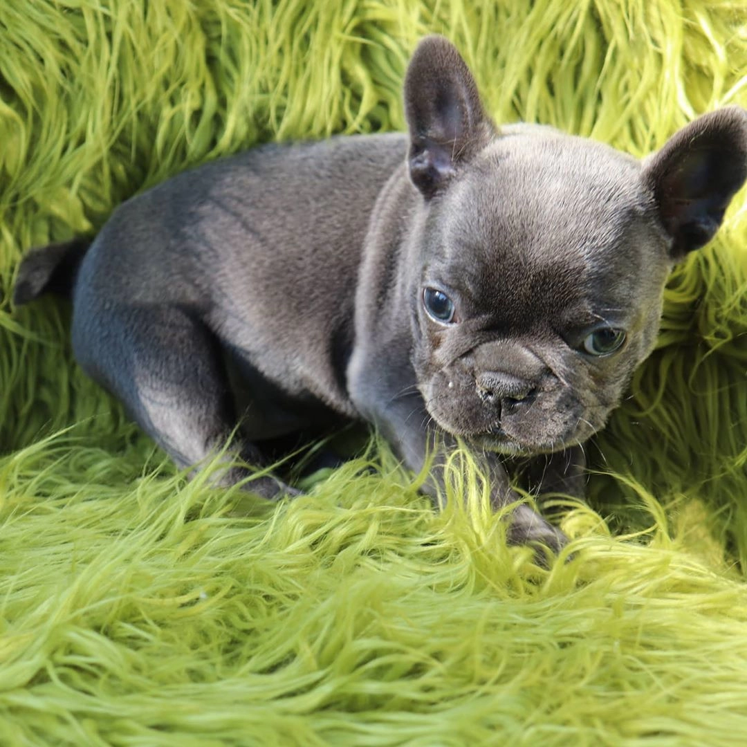 French Bulldog Yavruları