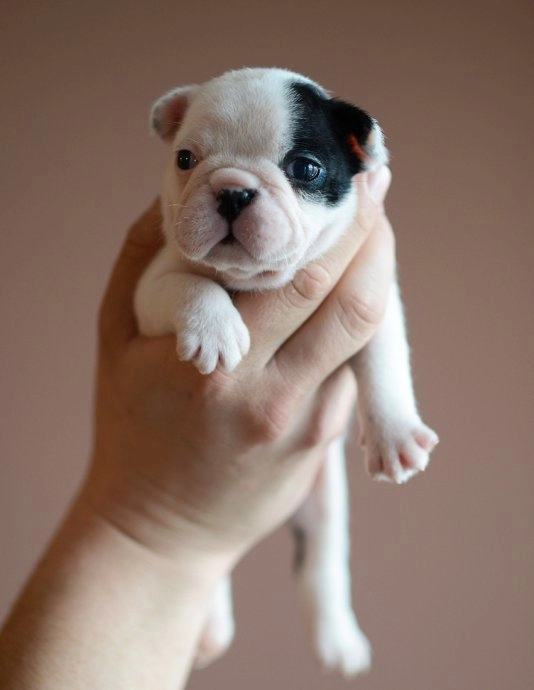 French Bulldog Yavruları