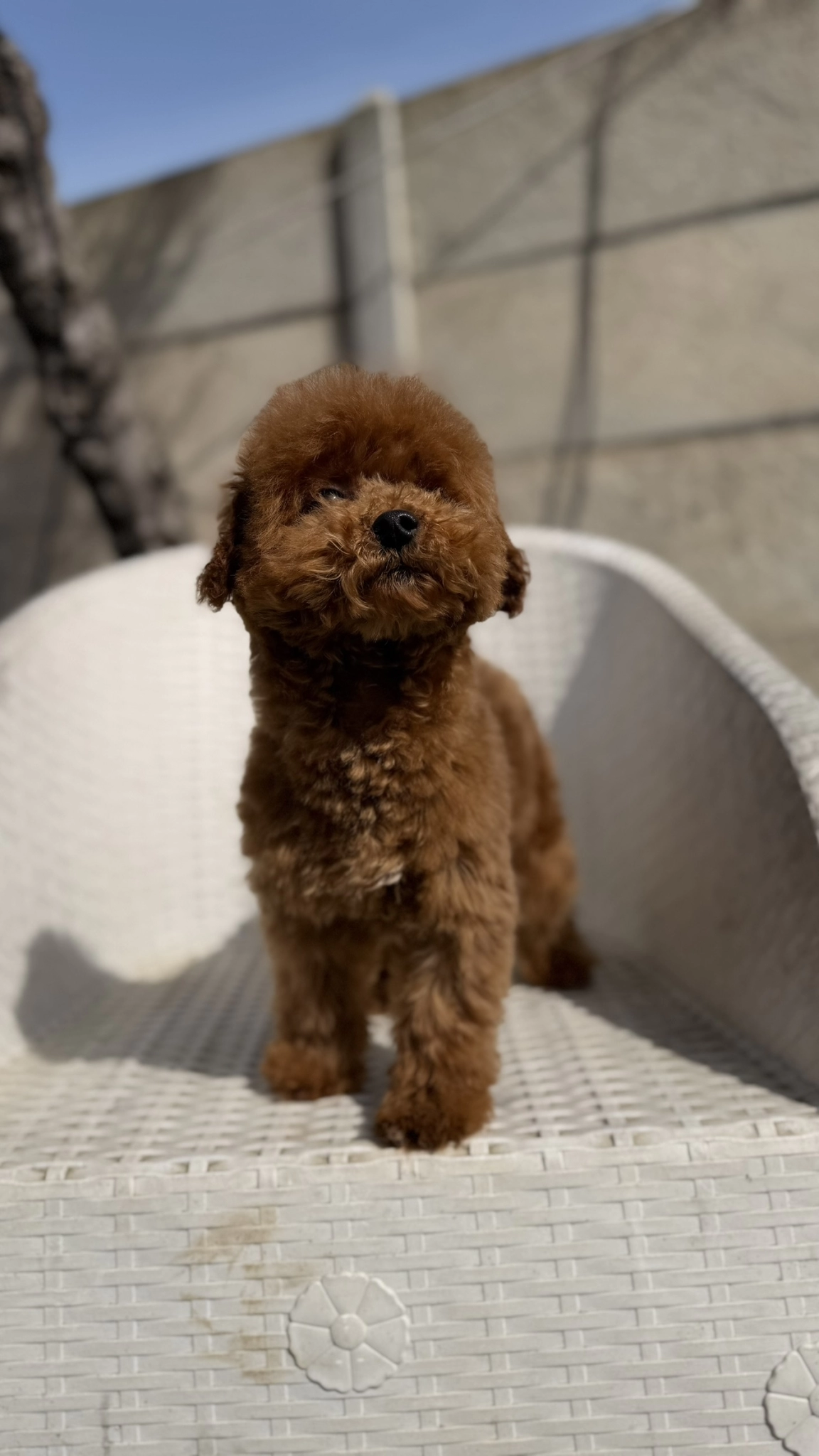 Premium Kalite Yetişkin Tcup Boy Erkek Toy Poodle