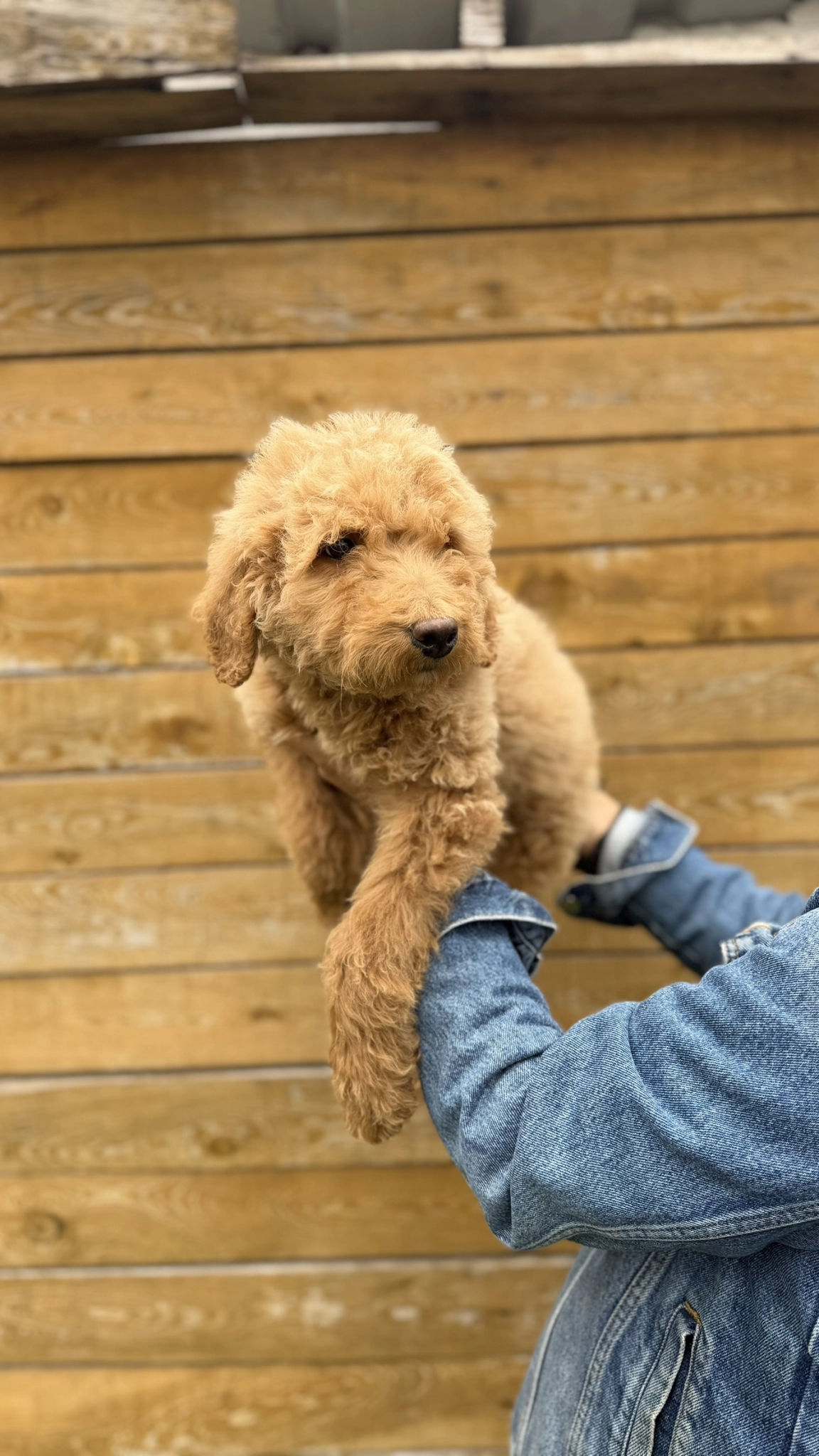 Giant Poodle Yavrularimiz