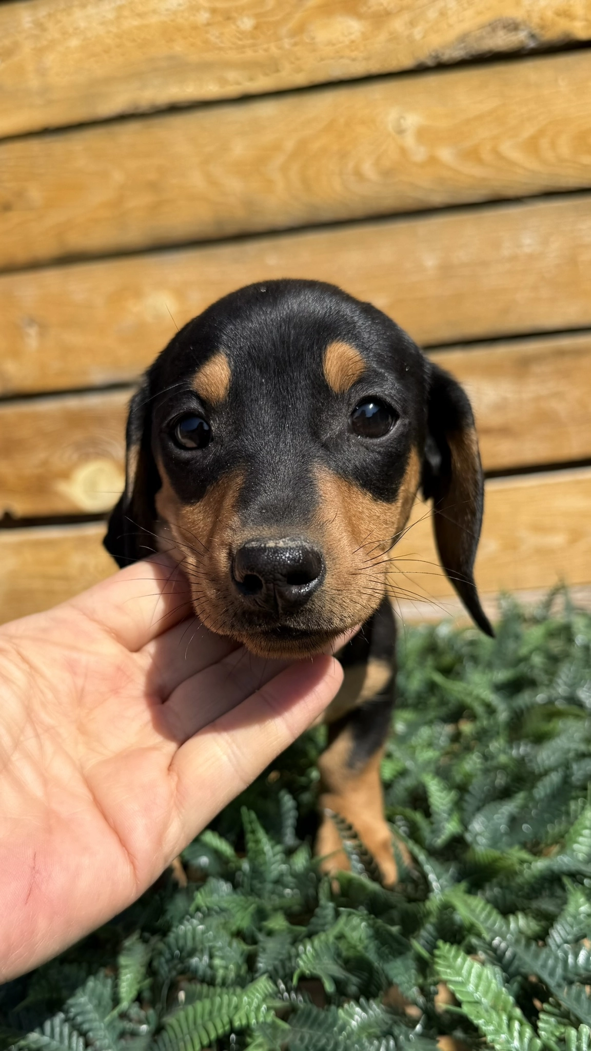 Lüks Kalite Black  Tan Mini Dachshund Sosis Köpek