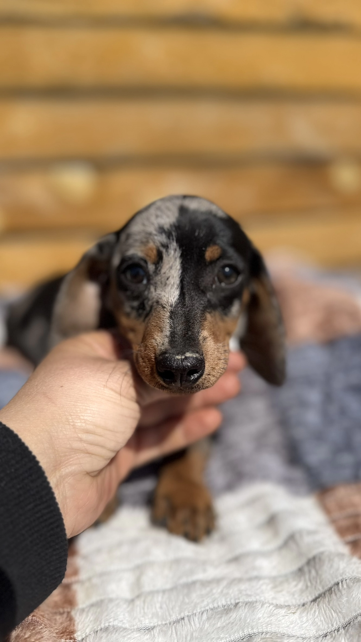İki Yüzlü Sosis Köpek