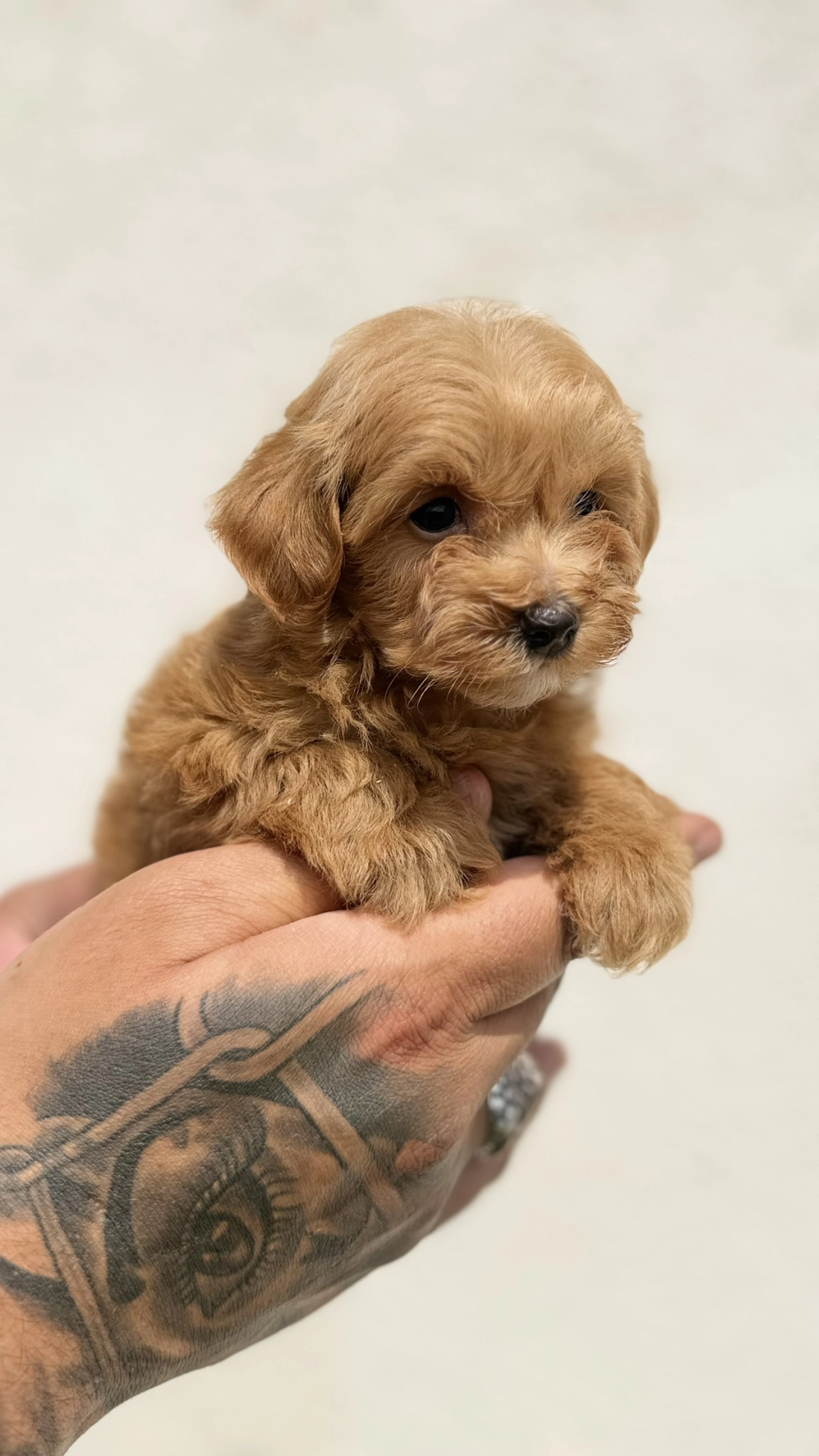 Sakarya Maltipoo Yavrularimiz