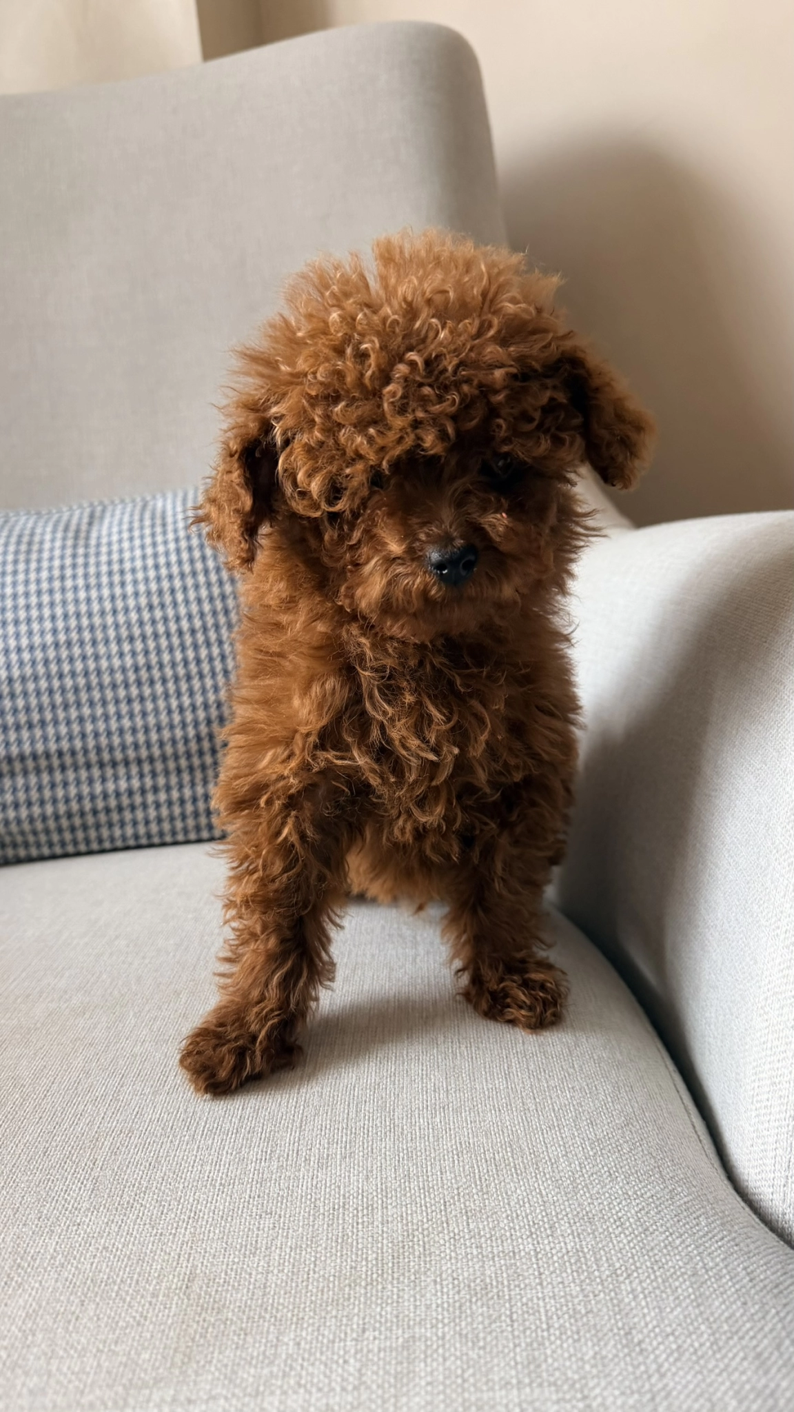 Özel Yetiştirilmiş Tcup Teddy Poodle Yavrusu