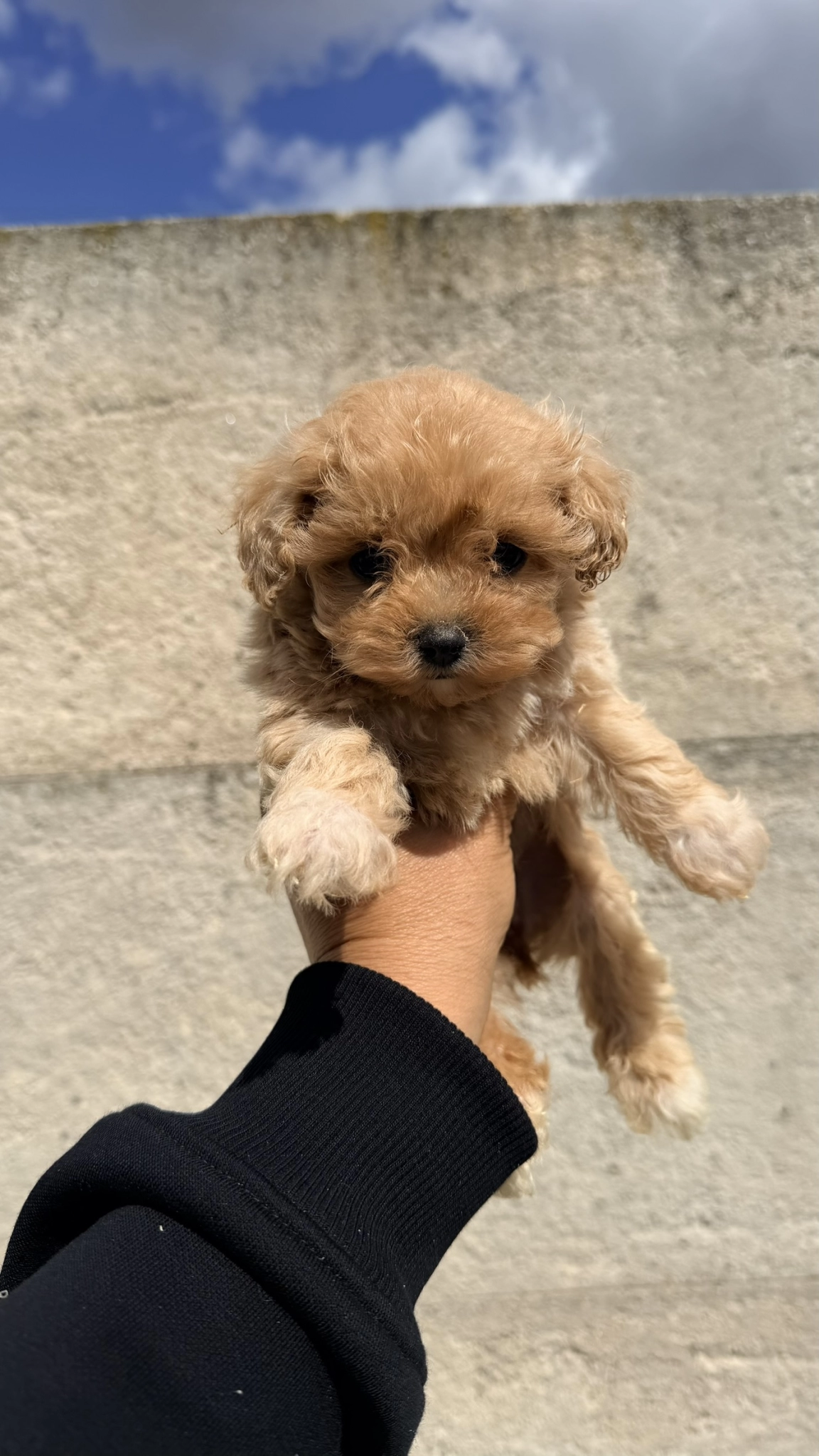 Oyuncak Gibi Güzelliğe Sahip Maltipoo Yavrusu