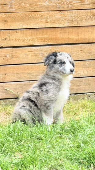 Zeka Ve Enerciiiiii   Merle Border Collie