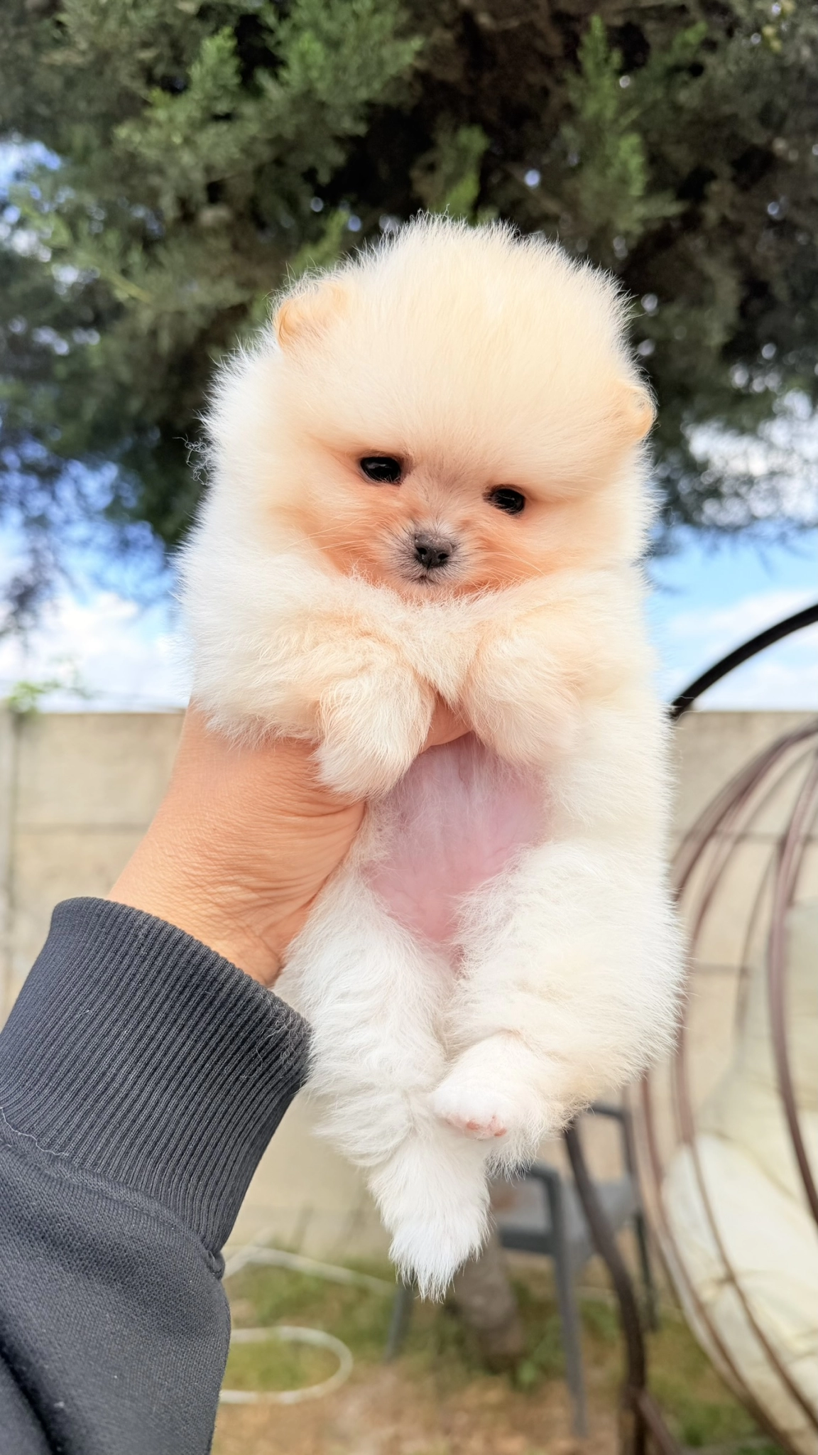 Tea Cup Pomeranian Yavrumuz