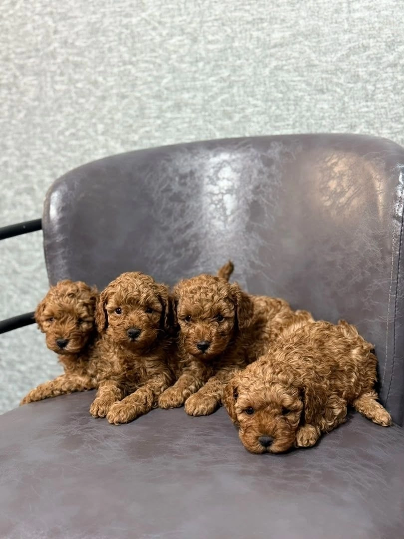 Toy Poodle Kurabiyelerimiz Mezitli