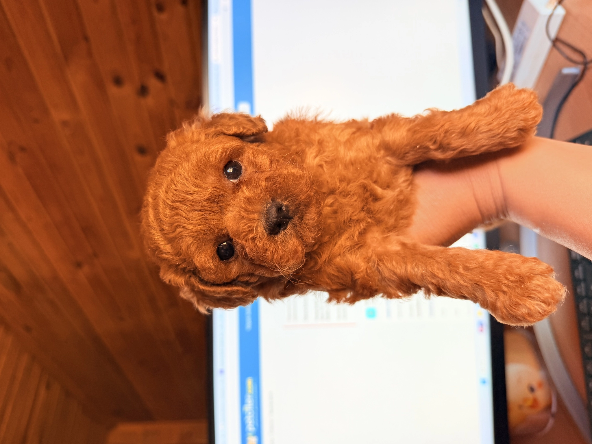 Sakarya Toy Poodle Yavrular