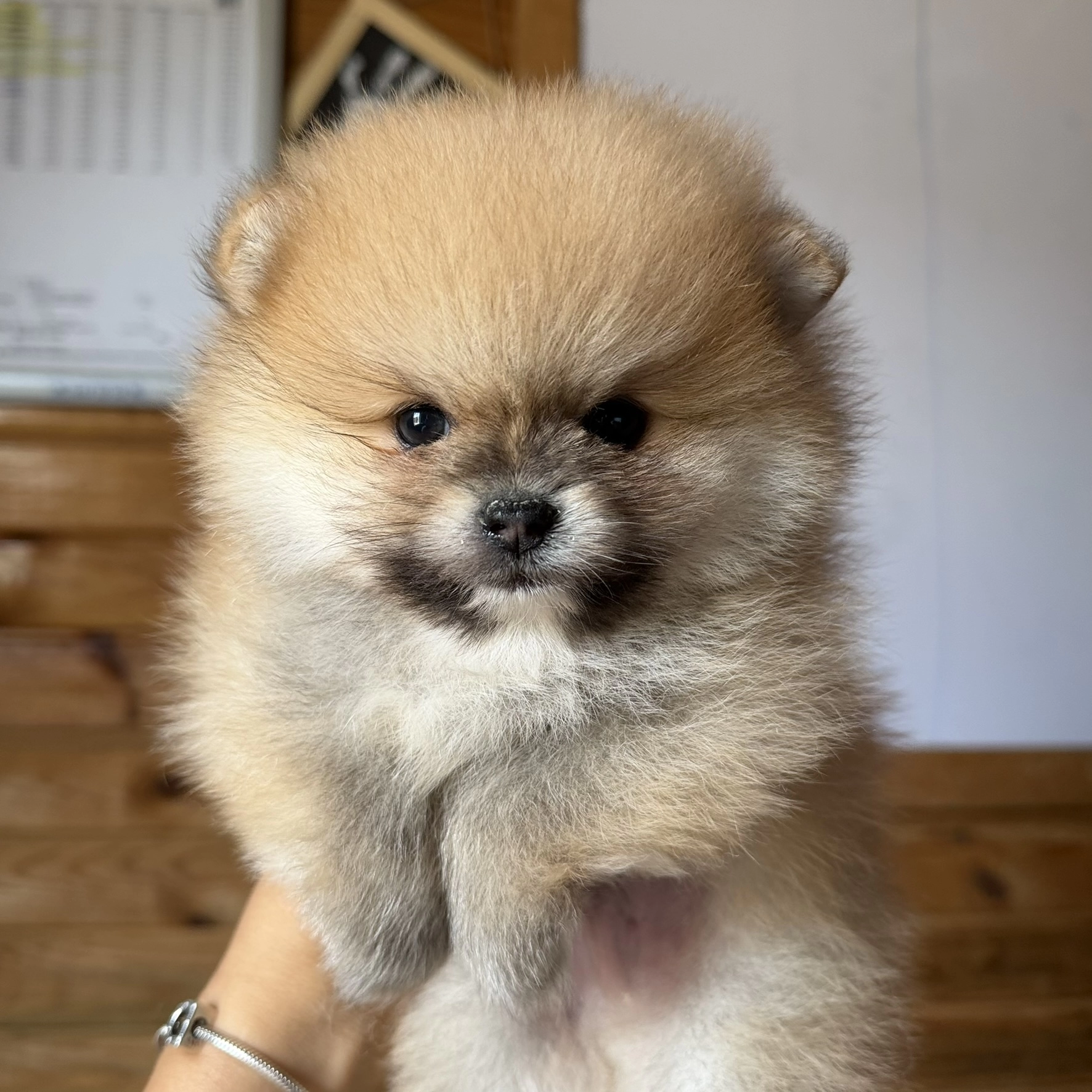 Orange Pomeranian Yavrumuz