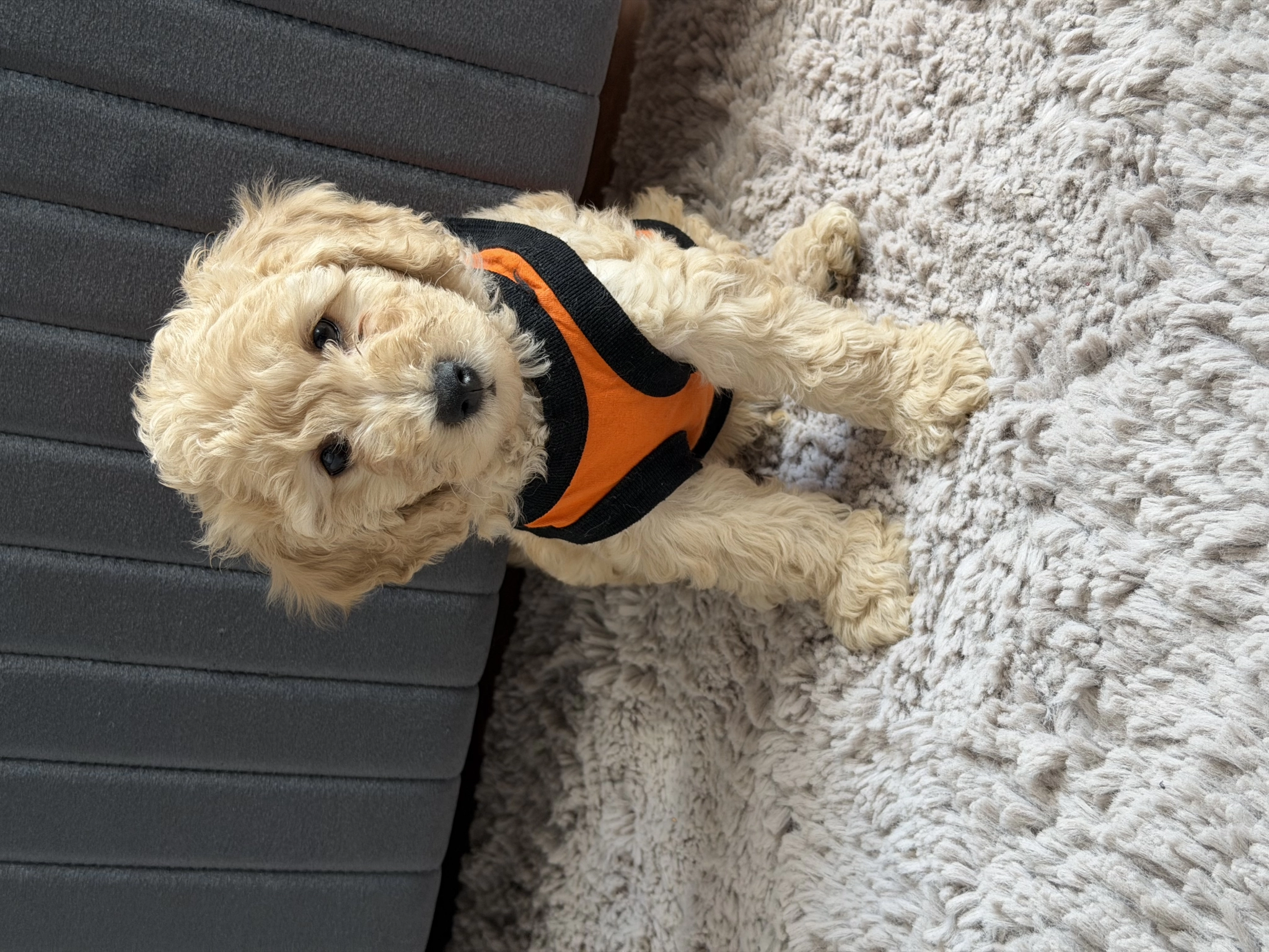 2 Aylık Erkek Toy Poodle Sahiplendirilecektir