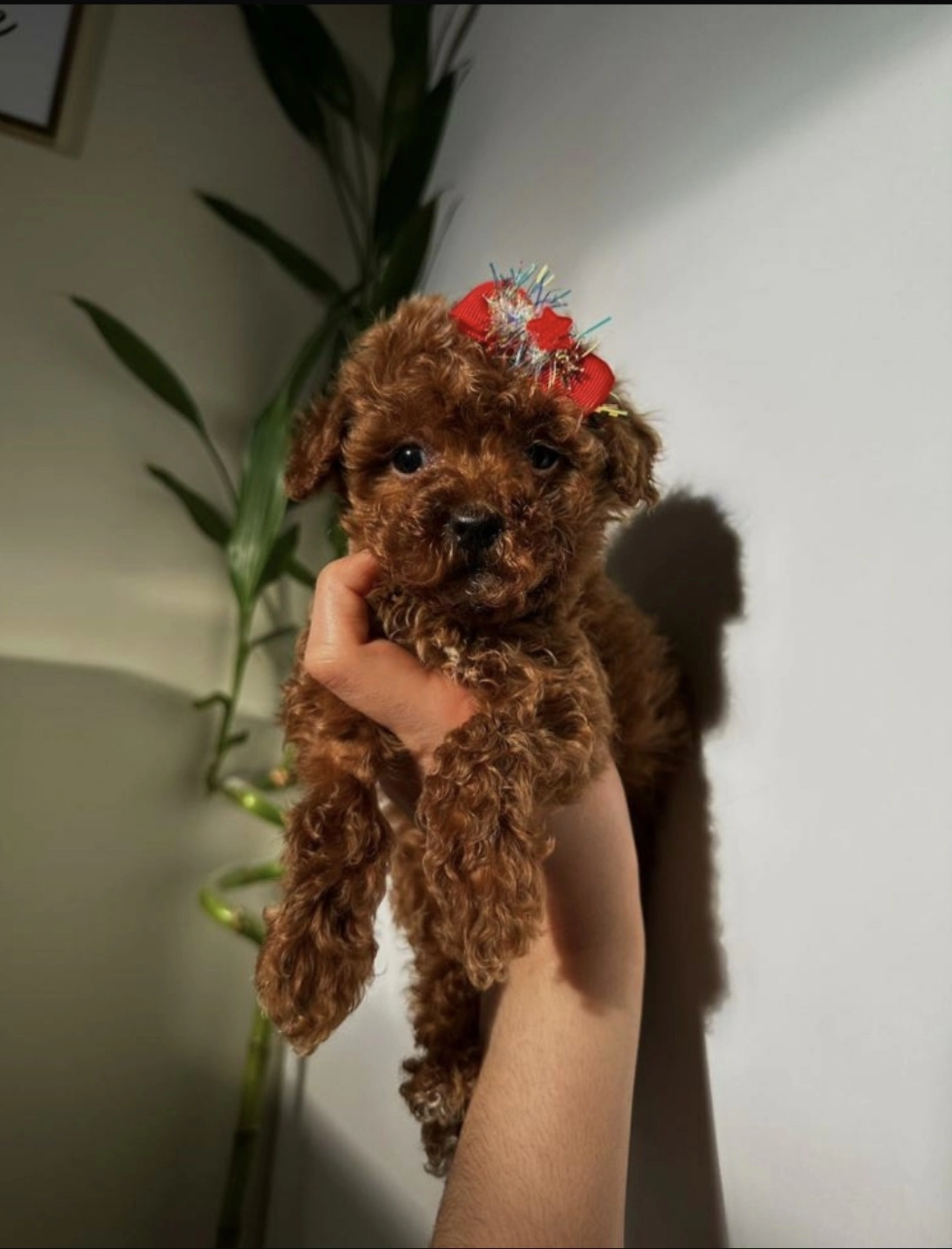 Premium Kalitede Toy Poodle Bebeklerimiz Yeni Ailelerini Bekliyor