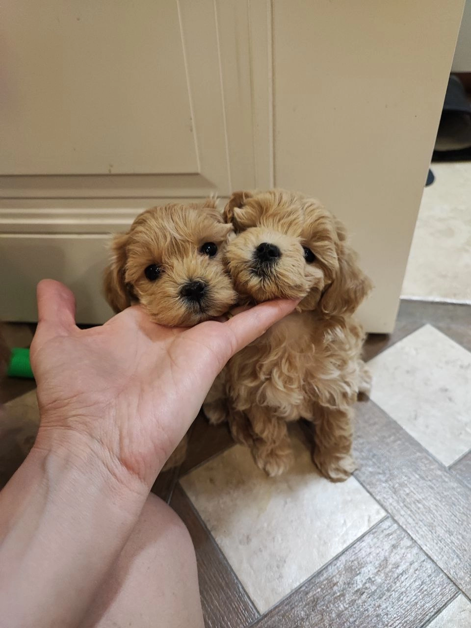 Kore Teacup Boy Maltipoo