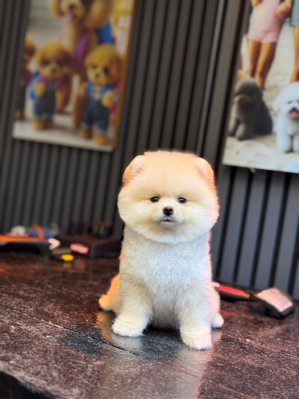 Sağlik Ve Irk Garantili Pomeranian