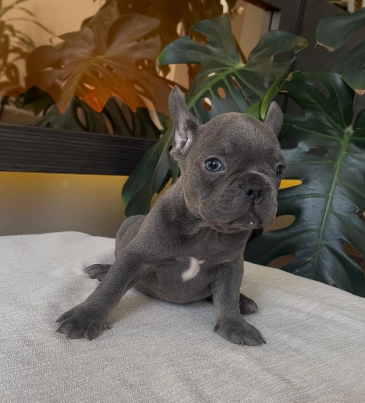 Rengarken French Bulldog Yavrularim Rezerveye Açik