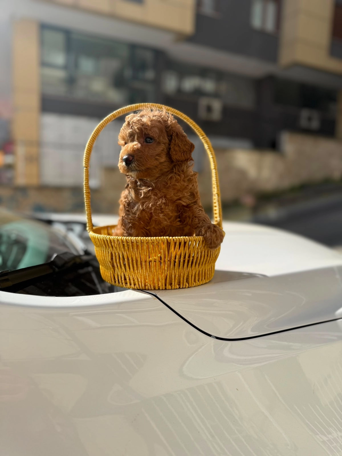 Irk Garantili Toy Poodle