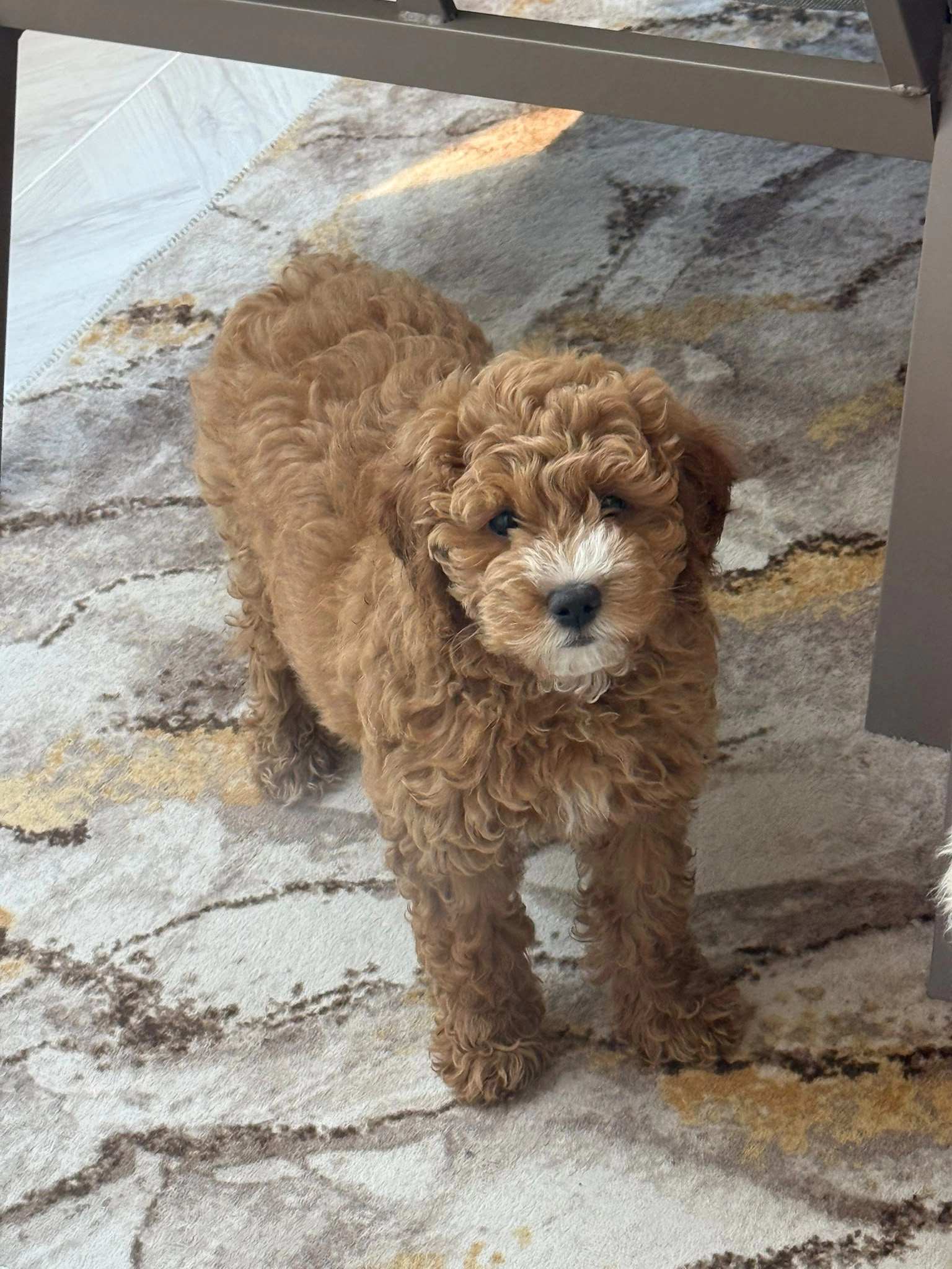 27 Mart Doğumlu 81 Günlük Erkek Yavru  Maltipoo